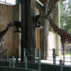 Photo: (keyword giraffes)