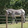 Photo: (keyword zebra)