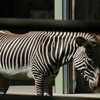 Next: Zebra