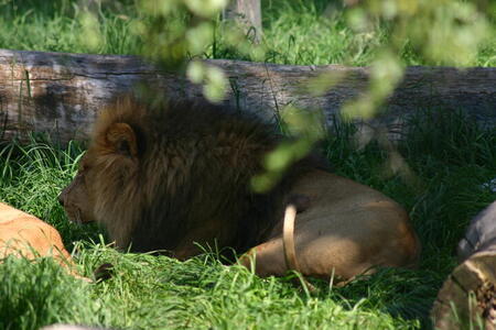Photo: Lion in the shade
