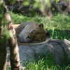 Photo: (keyword lioness)