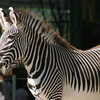 Previous: Zebras