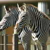 Photo: (keyword zebras)