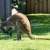 Next: Kangaroo