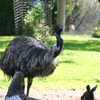Next: Emu