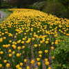 Previous: Yellow tulips