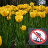 Photo: Do not squash the tulips