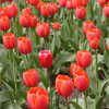 Previous: Red tulips