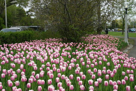 Photo: Canadian Tulip Festival