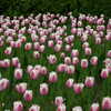 Next: Canadian Tulip Festival