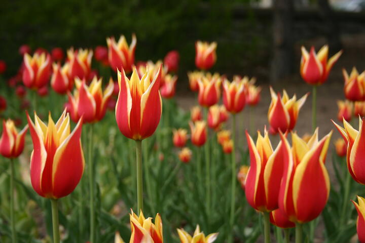 Red/yellow tulips