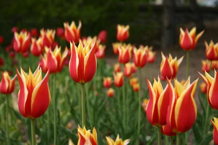Photo: Red/yellow tulips