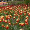 Photo: (keyword tulip)