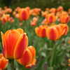 Next: Orange tulips