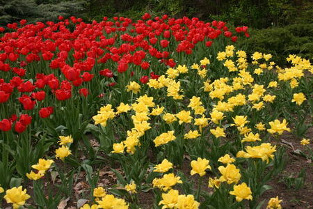 Photo: Red and yellow tulips