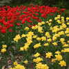 Previous: Red and yellow tulips