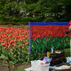 Photo: (keyword tulips)