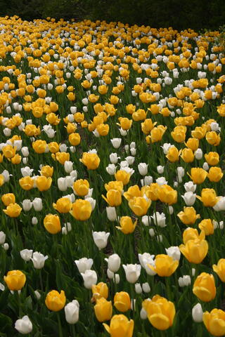 Yellow and white tulips