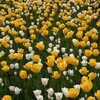 Next: Yellow and white tulips