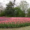 Previous: Shades of pink tulips