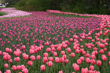 Photo: Shades of pink tulips