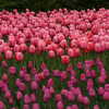 Previous: Pink and purple tulips