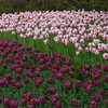 Previous: White/pink and purple tulips
