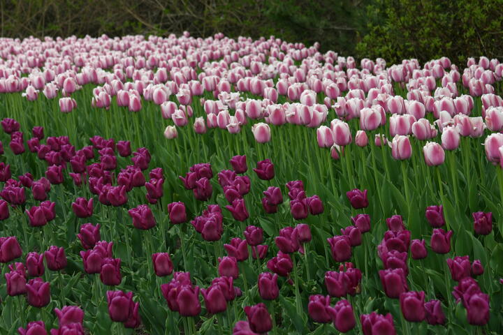 White/pink and purple tulips