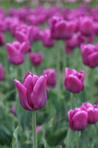 Photo: Purple tulips