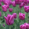 Next: Purple tulips