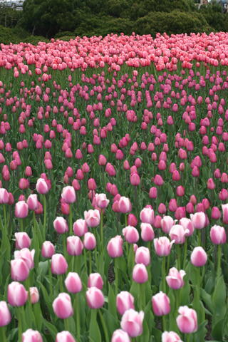 Shades of pink tulips