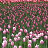 Next: Shades of pink tulips