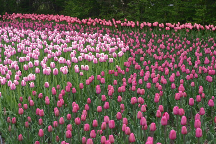 Shades of pink tulips