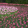 Next: Shades of pink tulips