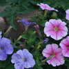 Photo: (keyword flowers)