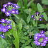 Next: Purple flowers
