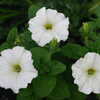 Previous: White petunias