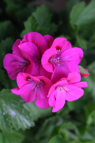 Martha Washington geranium