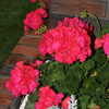 Previous: Pink geraniums with dusty miller
