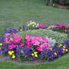 Previous: Front lawn flowerbed