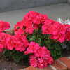 Next: Pink geraniums with dusty miller
