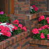Previous: Pink geraniums with dusty miller