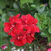 Previous: Martha Washington geranium