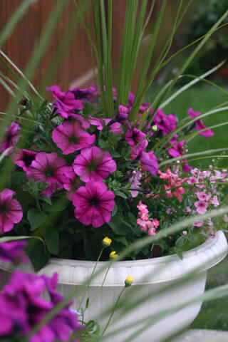 Petunias and spikes