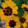 Previous: Yellow flowers