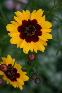 Photo: Yellow flowers