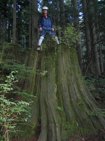 Massive tree stump