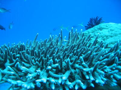 Photo: Great Barrier Reef