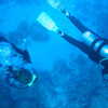 Next: Scuba divers