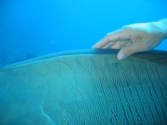 Ger with Maori wrasse